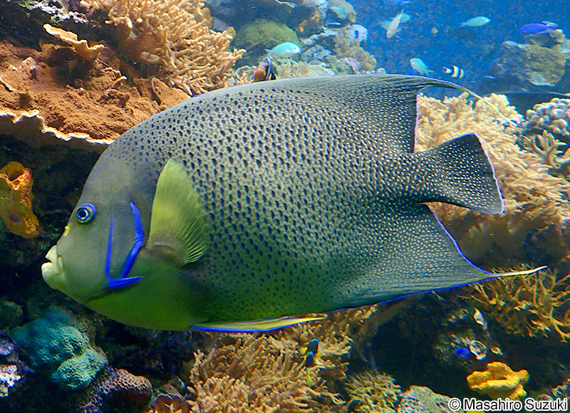 サザナミヤッコ Pomacanthus semicirculatus