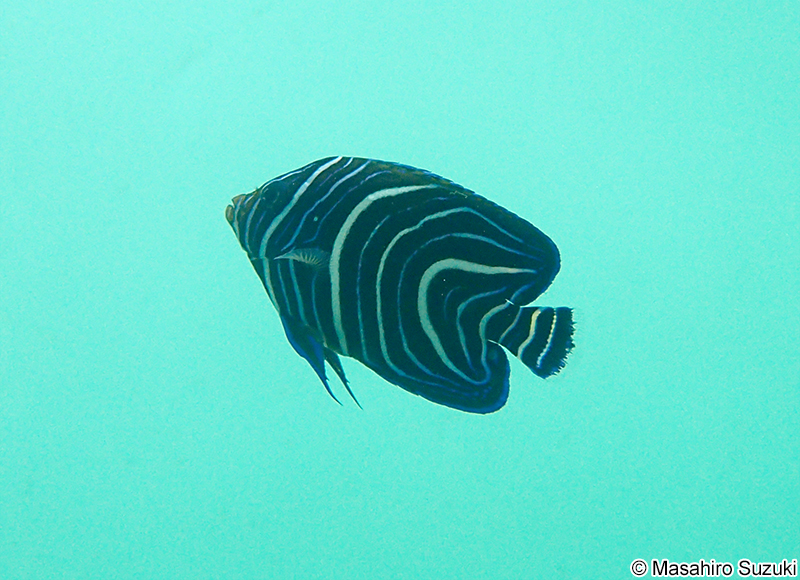 サザナミヤッコの幼魚