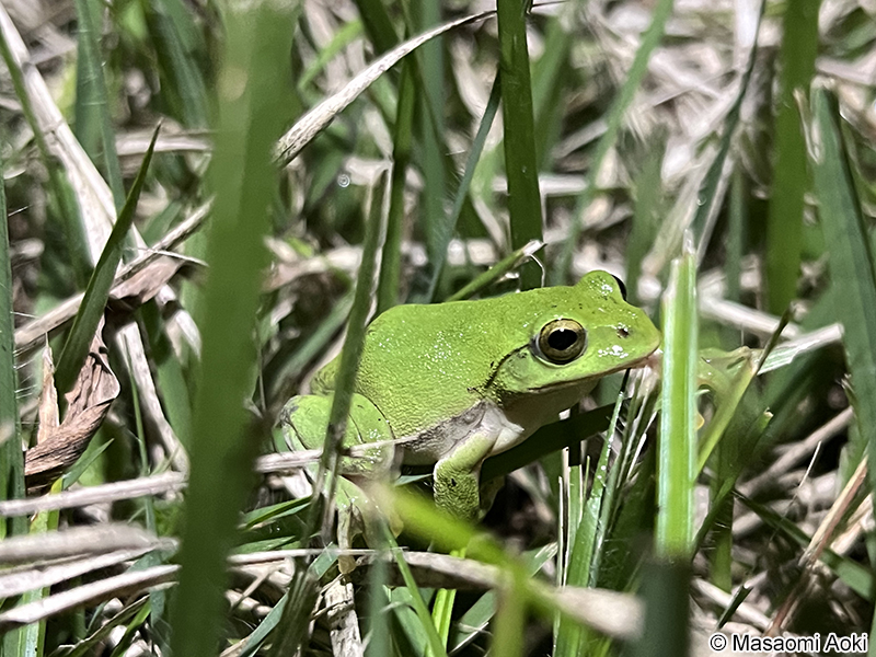 シュレーゲルアオガエル Zhangixalus schlegelii