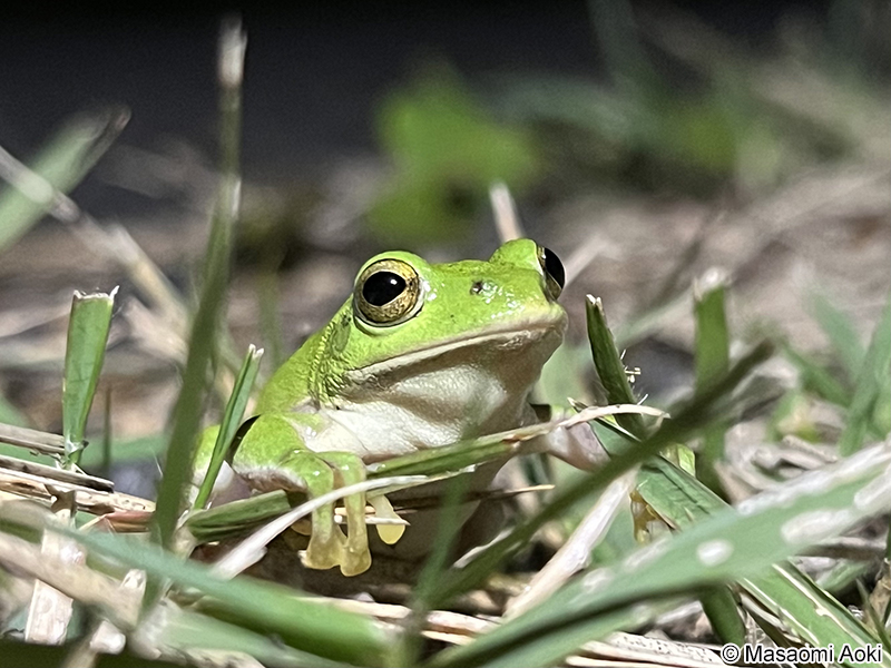シュレーゲルアオガエル Zhangixalus schlegelii