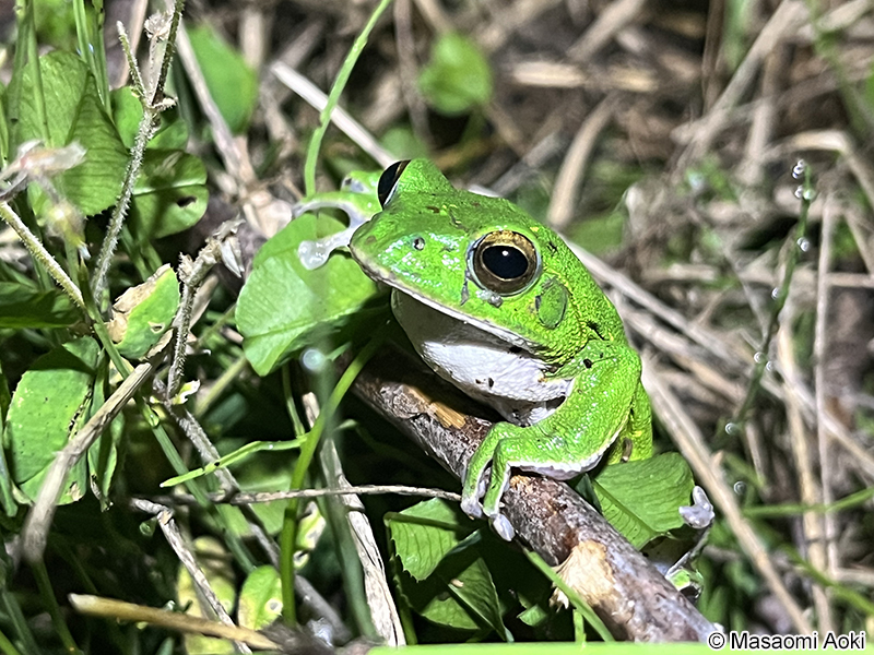 シュレーゲルアオガエル Zhangixalus schlegelii
