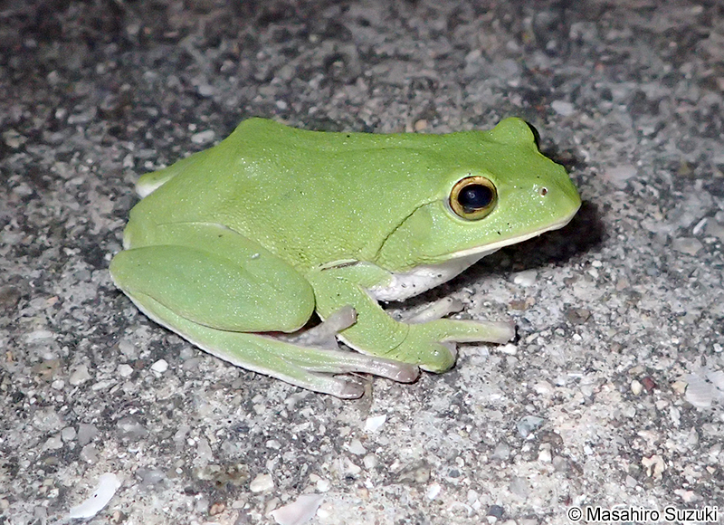 シュレーゲルアオガエル Zhangixalus schlegelii