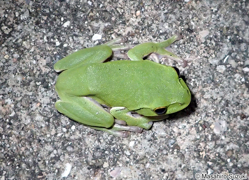 シュレーゲルアオガエル Zhangixalus schlegelii