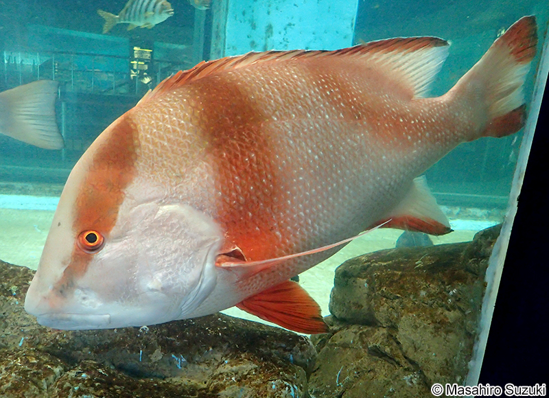 センネンダイ Lutjanus sebae