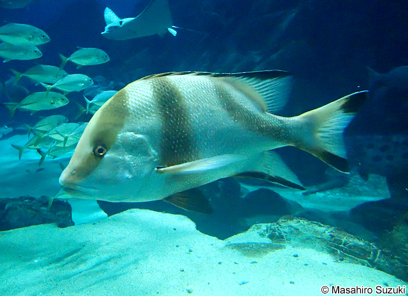 センネンダイ Lutjanus sebae