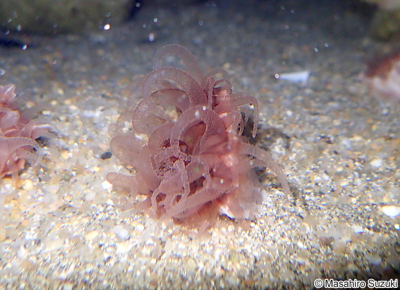 センスガイ Flabellum (Flabellum) pavoninum