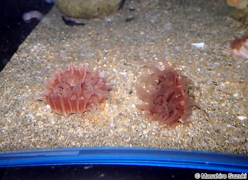 センスガイ Flabellum (Flabellum) pavoninum