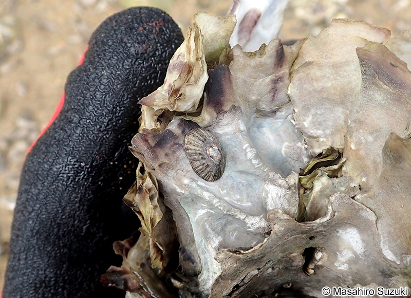 シボリガイ Patelloida pygmaea