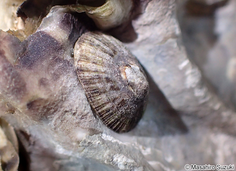 シボリガイ Patelloida pygmaea