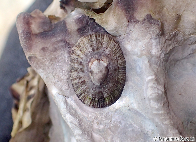 シボリガイ Patelloida pygmaea