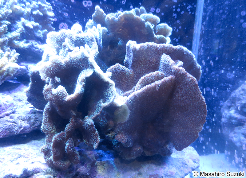 シコロサンゴ Pavona decussata