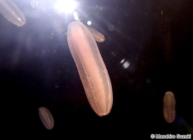 シンカイウリクラゲ Beroe abyssicola