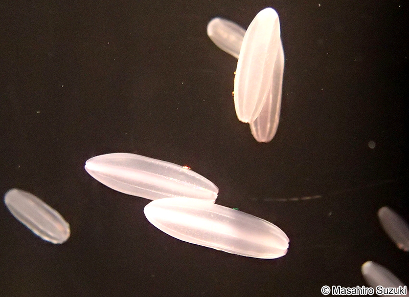 シンカイウリクラゲ Beroe abyssicola