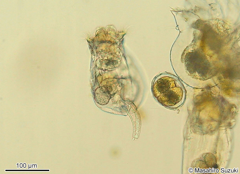 シオミズツボワムシ Brachionus plicatilis