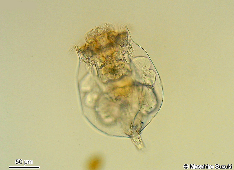 シオミズツボワムシ Brachionus plicatilis