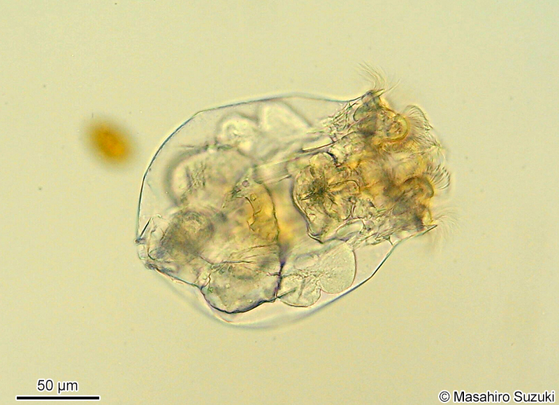 シオミズツボワムシ Brachionus plicatilis