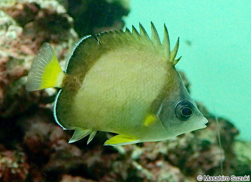 シラコダイ Chaetodon nippon