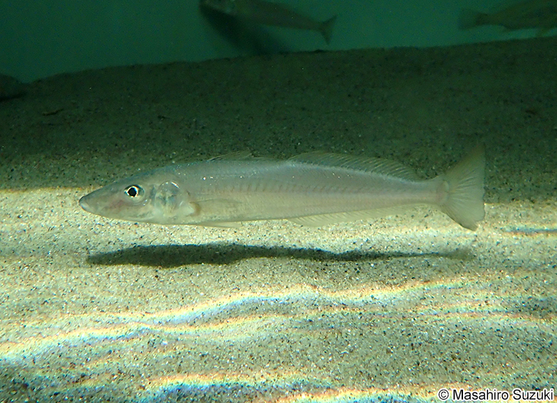 シロギス Sillago japonica