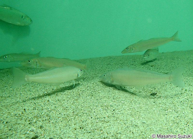 シロギス Sillago japonica