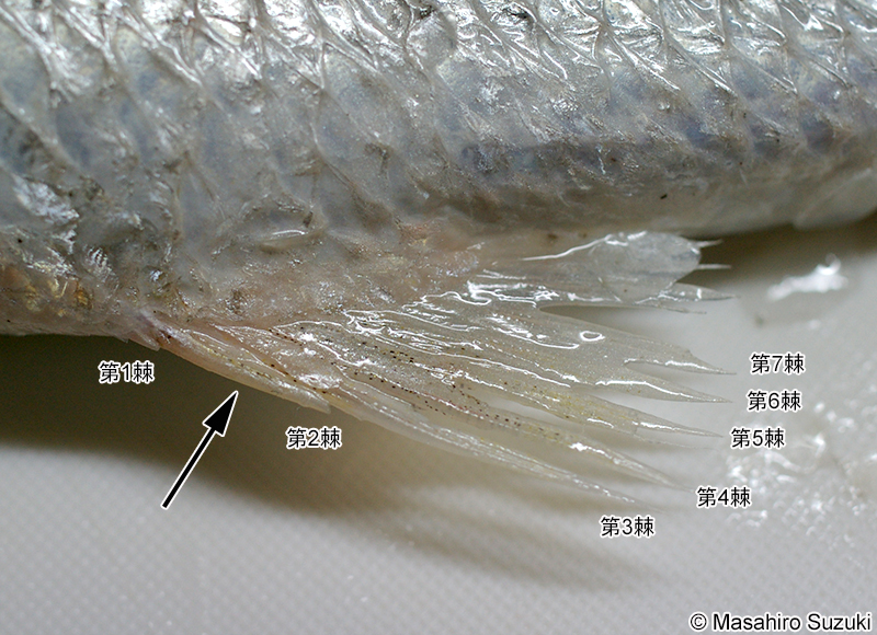 シログチの臀鰭