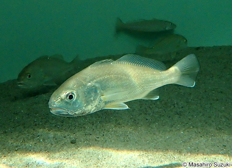 シログチ（イシモチ） Pennahia argentata