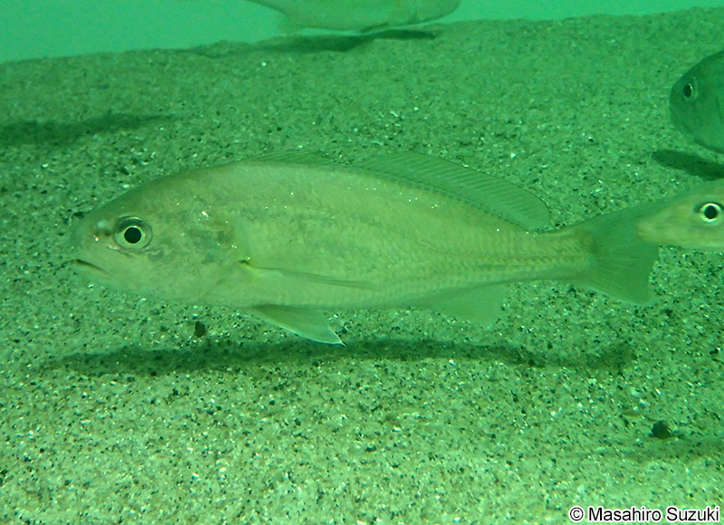 シログチ（イシモチ） Pennahia argentata