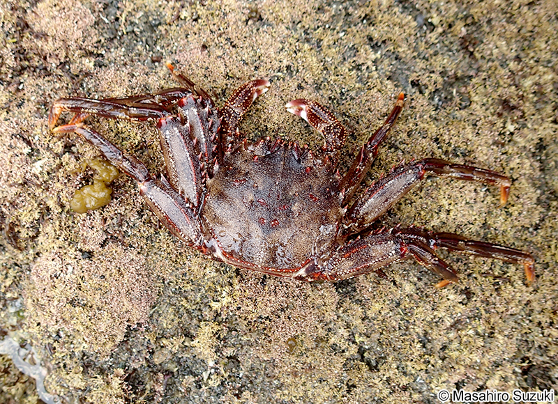 ショウジンガニ Guinusia dentipes