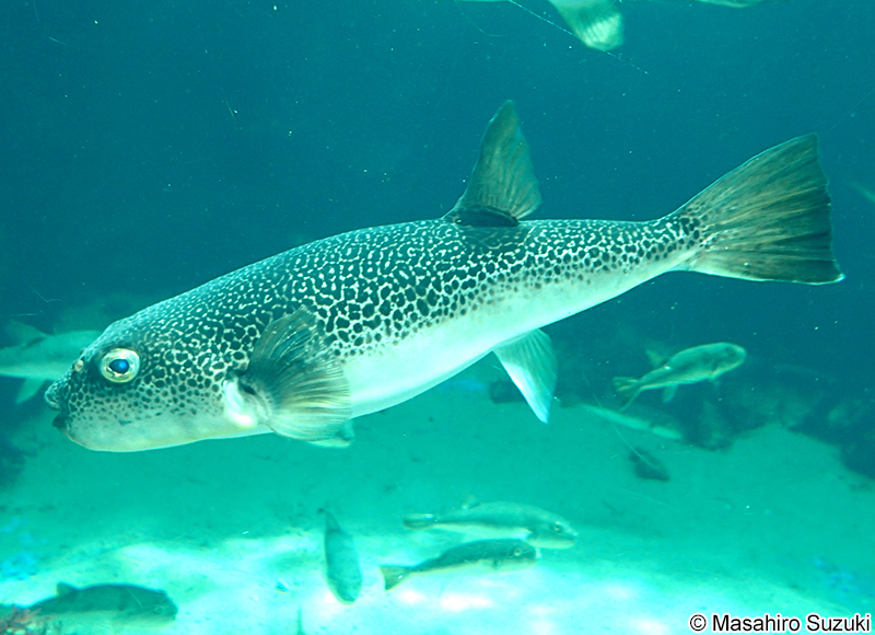 ショウサイフグ Takifugu snyderi
