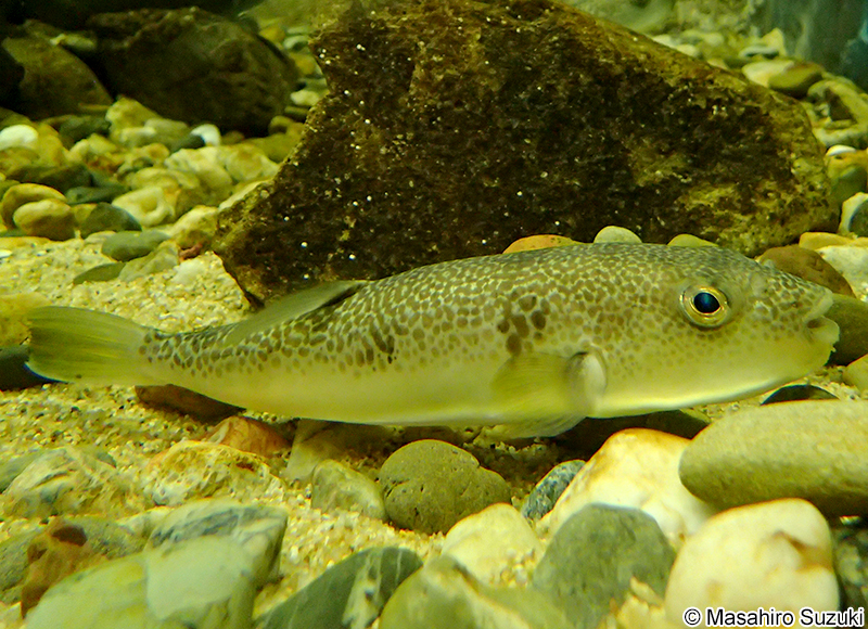 ショウサイフグ Takifugu snyderi
