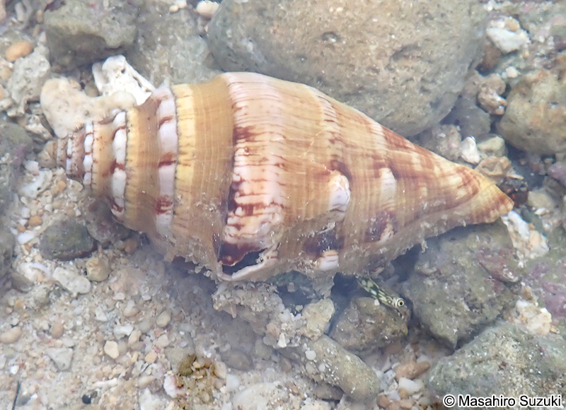 ソデボラ科の1種 Strombidae sp.