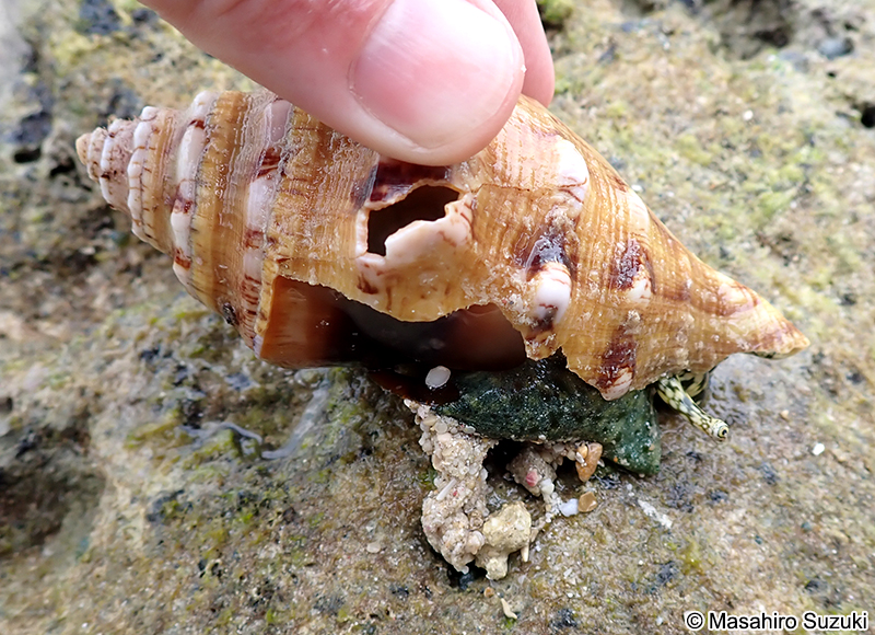 ソデボラ科の1種 Strombidae sp.