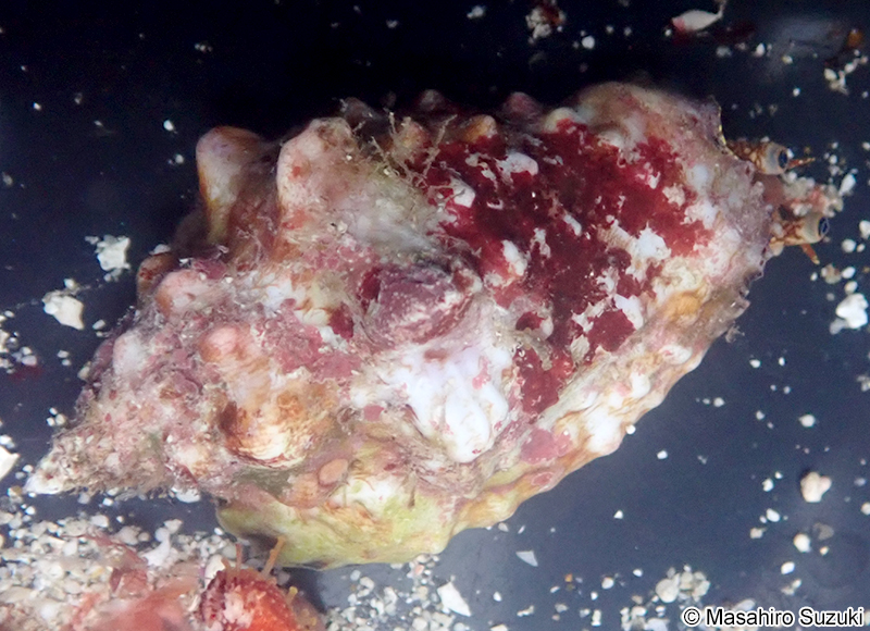 ソデボラ科の1種 Strombidae sp.