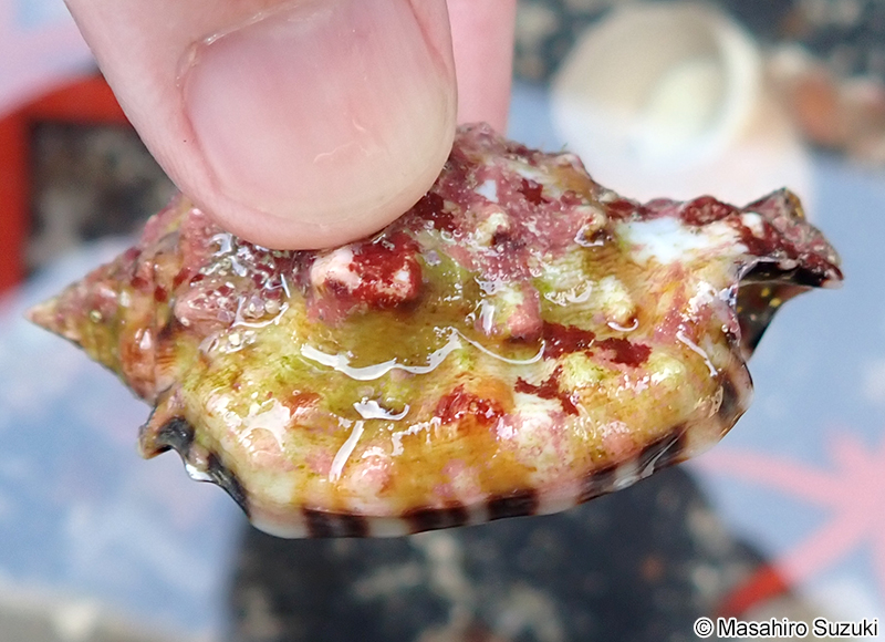 ソデボラ科の1種 Strombidae sp.