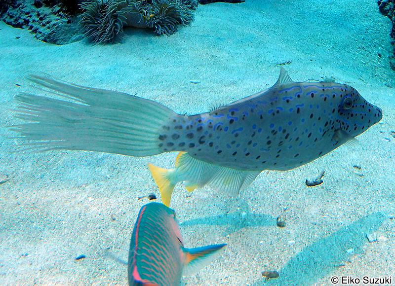 ソウシハギ Aluterus scriptus