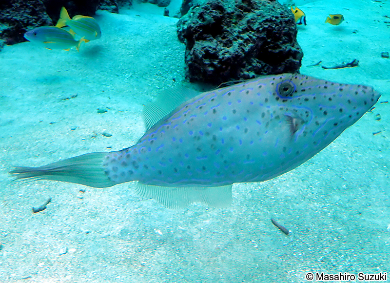 ソウシハギ Aluterus scriptus