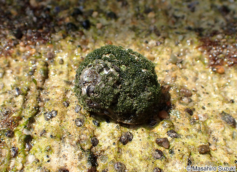 スガイ Lunella correensis