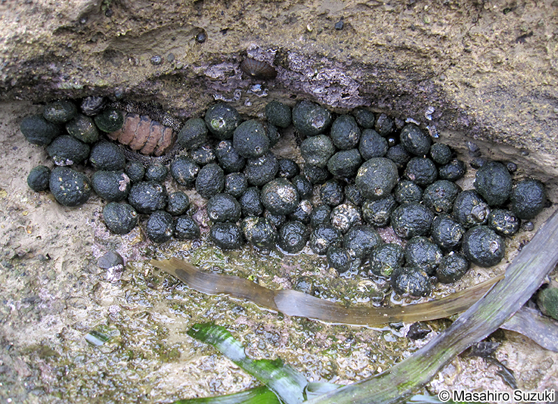 スガイ Lunella correensis