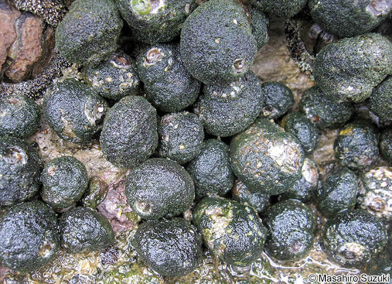 スガイ Lunella correensis