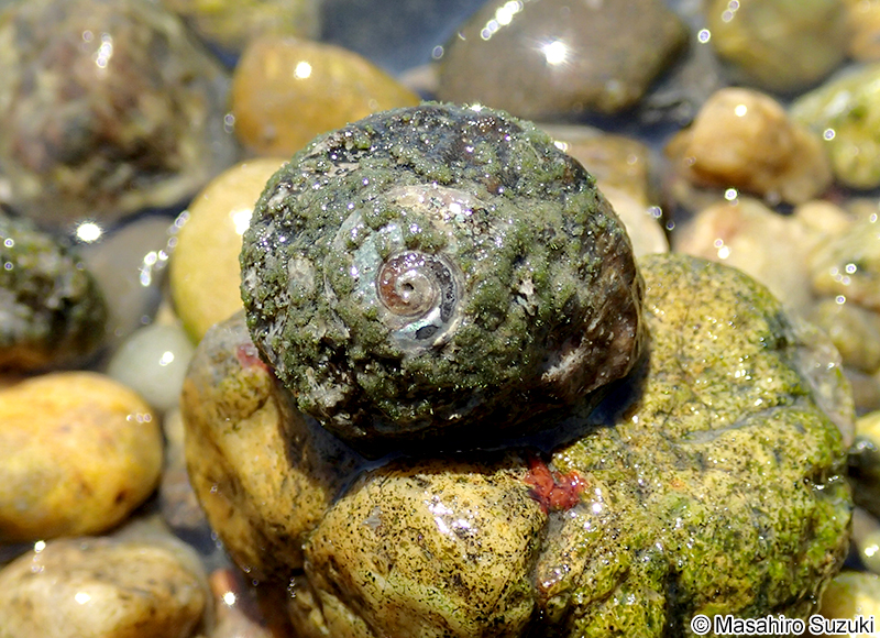 スガイ Lunella correensis