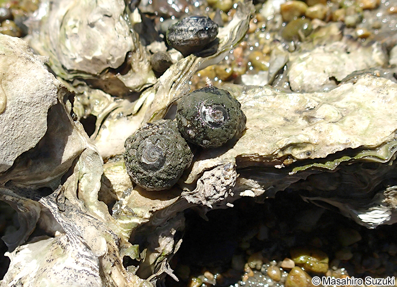 スガイ Lunella correensis