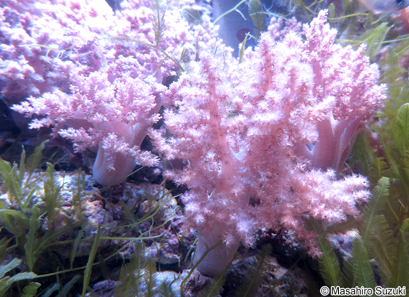 スジチヂミトサカ Nephthea striata