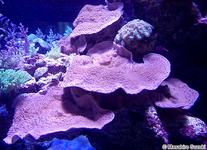 スリバチサンゴ属の1種 Turbinaria sp.