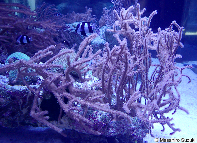 ススキムレヤギ Rumphella aggregata