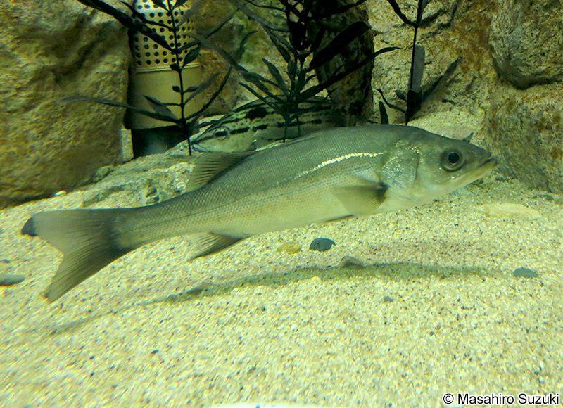 スズキ Lateolabrax japonicus