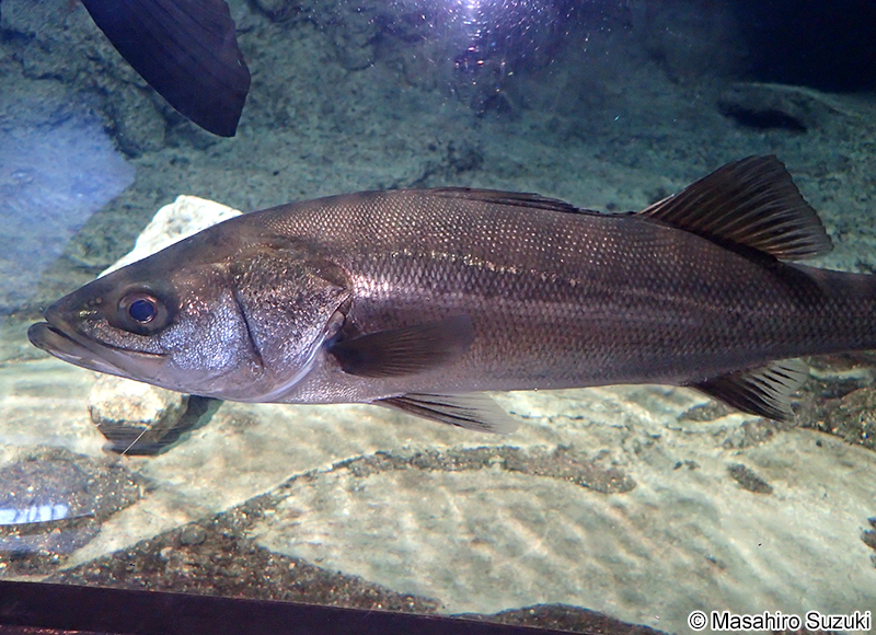スズキ Lateolabrax japonicus
