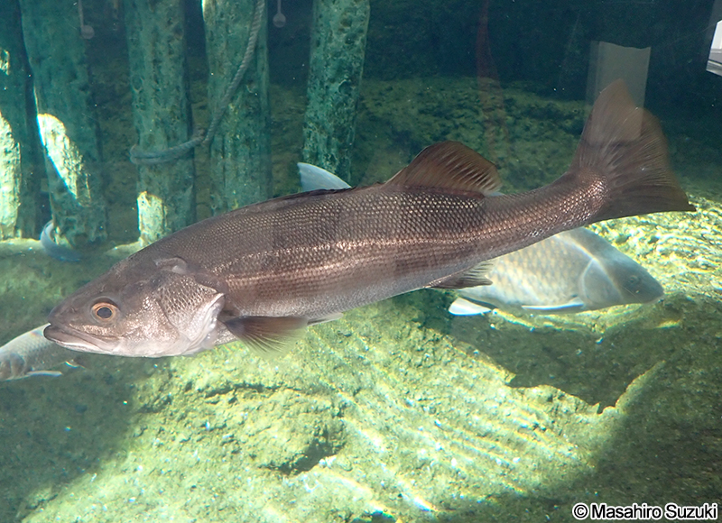 スズキ Lateolabrax japonicus