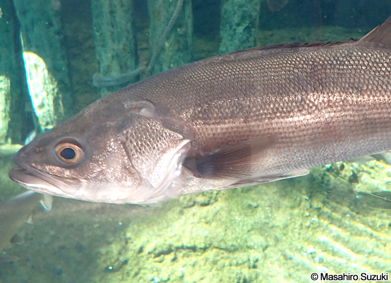 スズキ Lateolabrax japonicus
