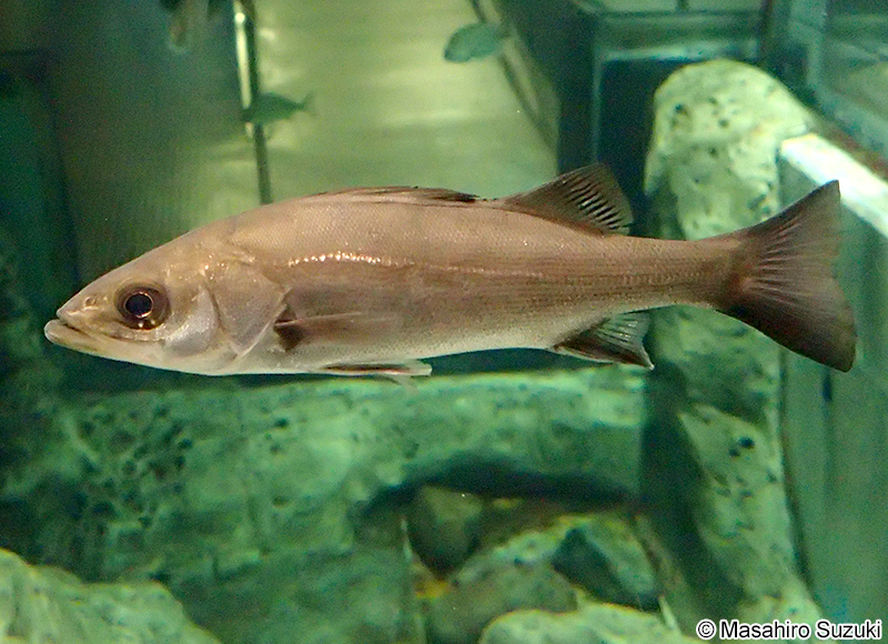スズキ Lateolabrax japonicus