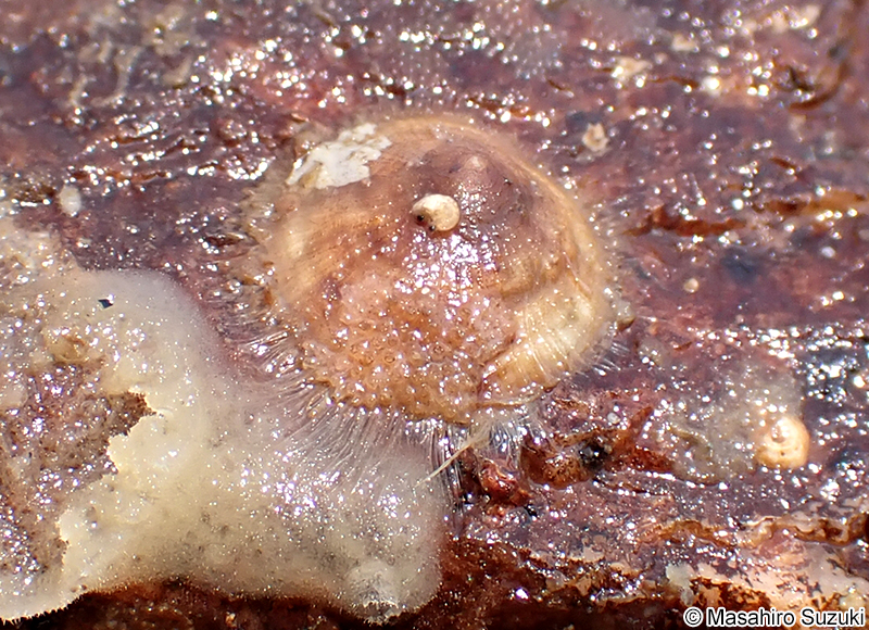 スズメガイダマシ Discradisca stella