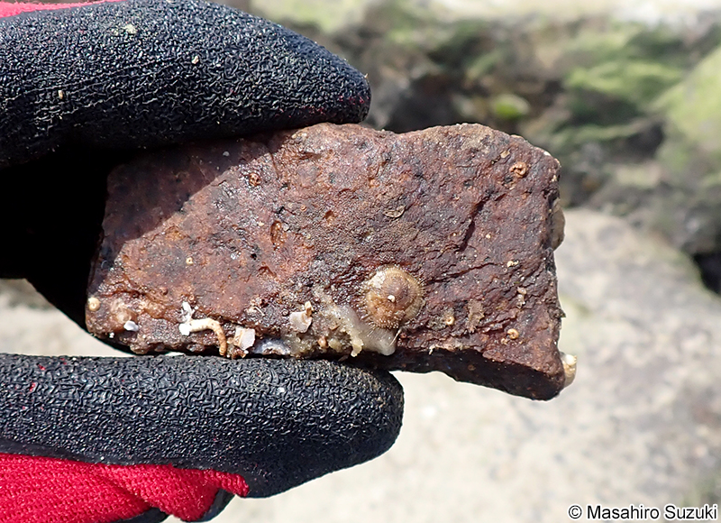 スズメガイダマシ Discradisca stella